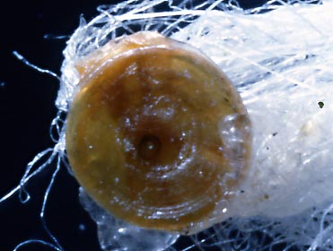 Ditrupa strangulata